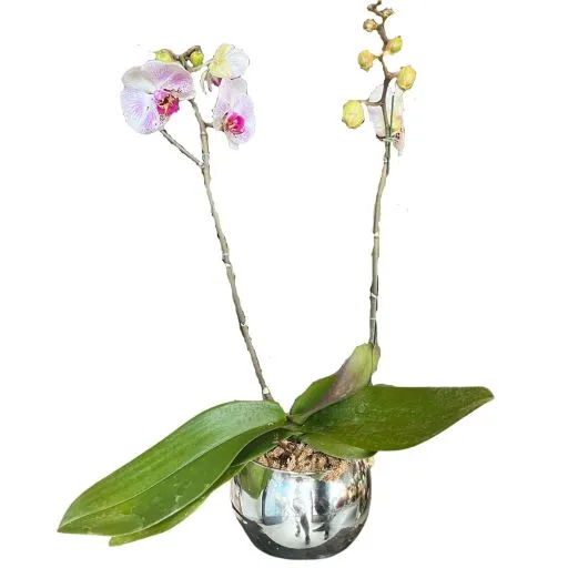 Orquidea blanca IX